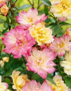 BABY MASQUERADE (miniature)